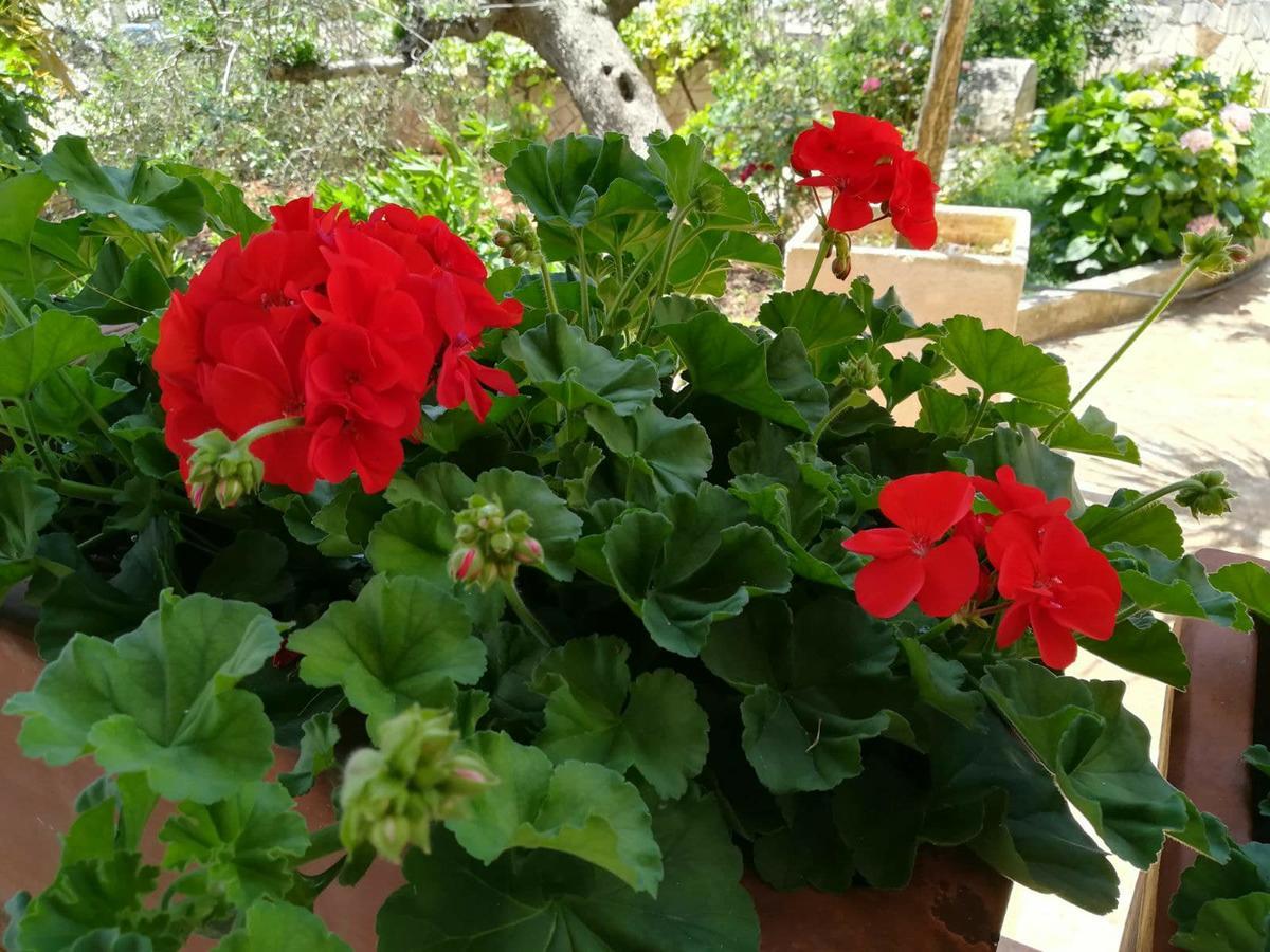 Residenza Aurora Aparthotel Ostuni Luaran gambar